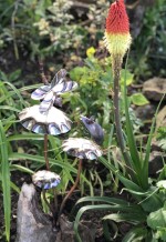 e. Mouse and Dragonfly.jpg